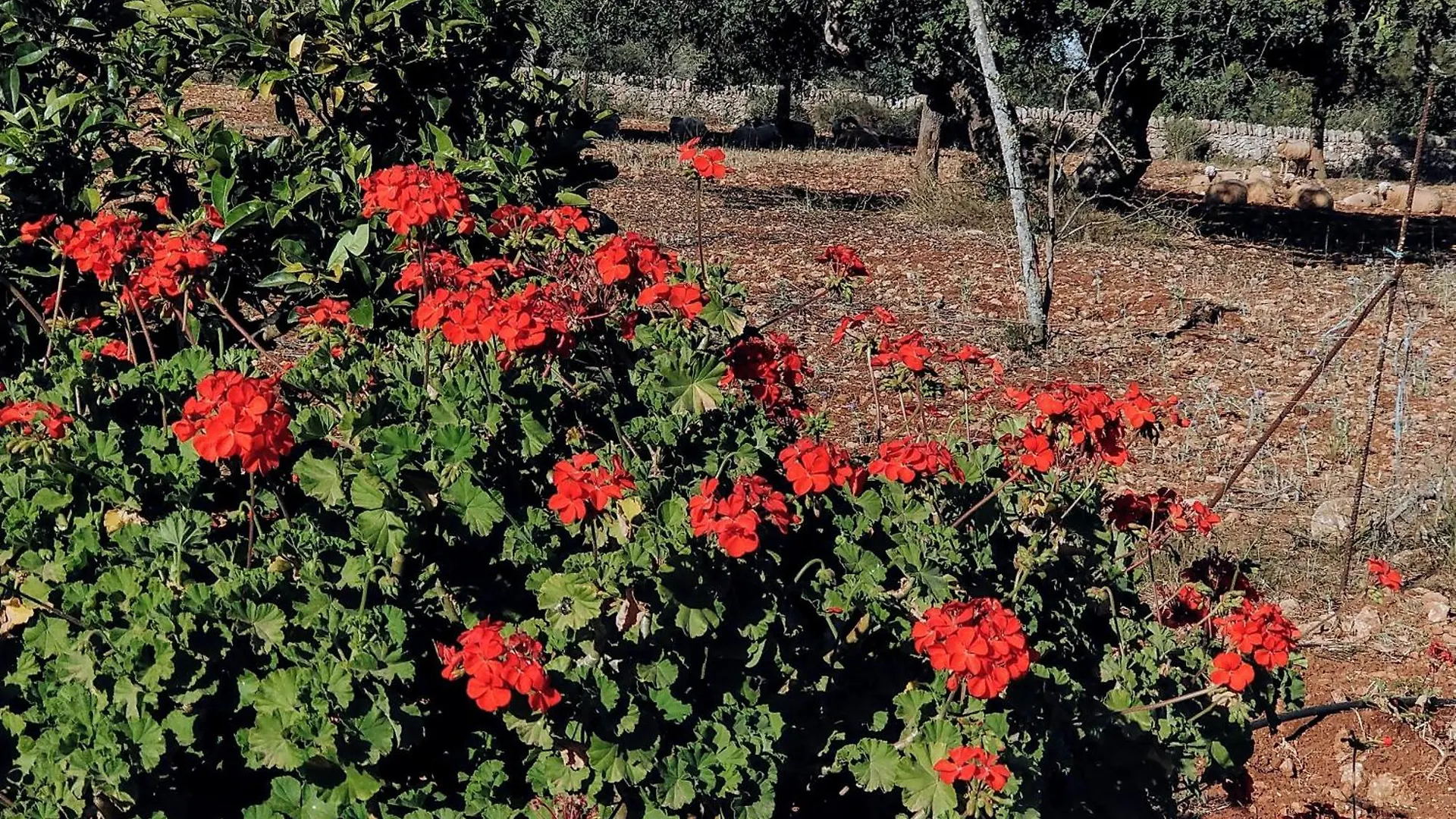 팜스테이 Finca Son Marimon (Adults Only) 산타니
